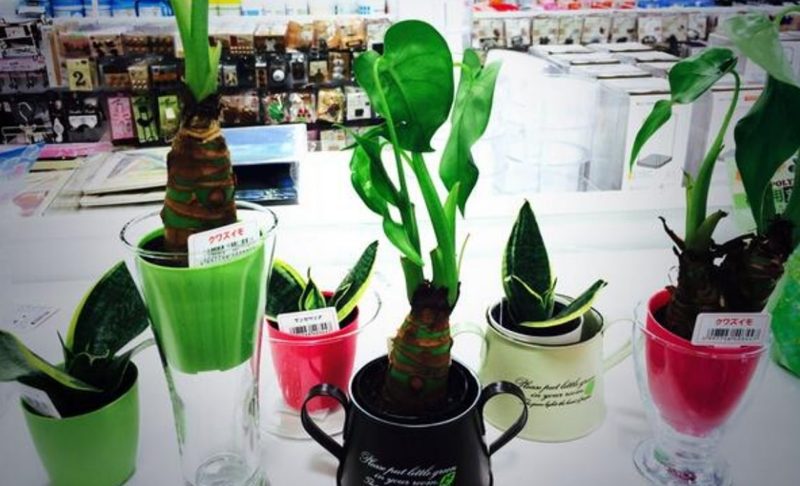 観葉植物